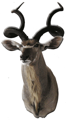 Kudu1